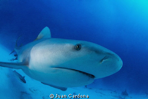 Eye to FishEye? or fisheye to fisheye by Juan Cardona 